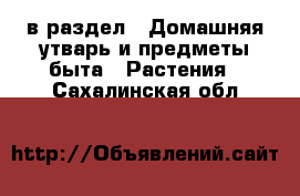  в раздел : Домашняя утварь и предметы быта » Растения . Сахалинская обл.